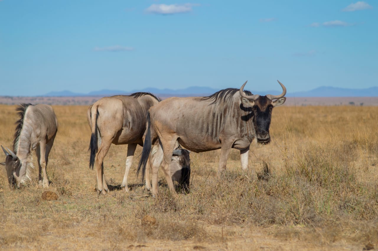 Amboseli Elephant Paradise