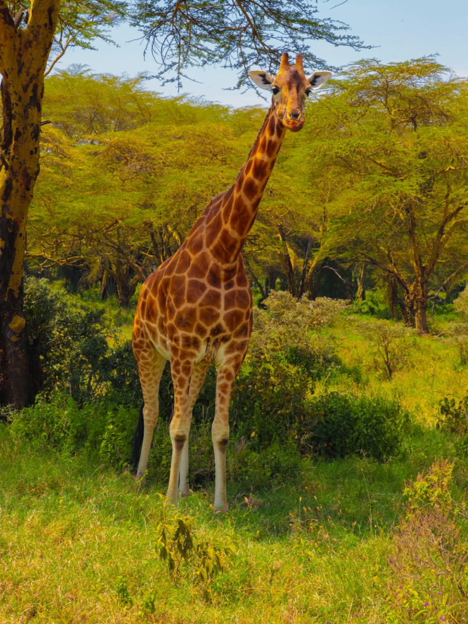 Maasai Mara Great Migration Safari
